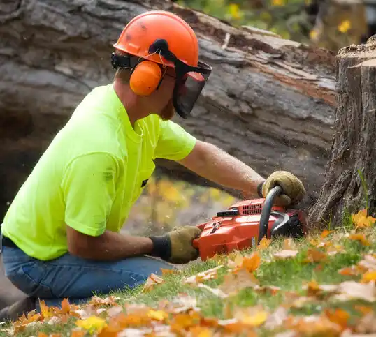 tree services Mora